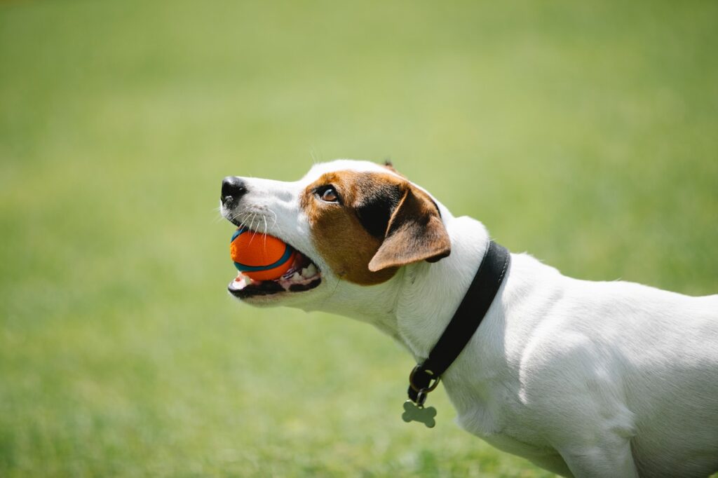 toys for active dogs p1