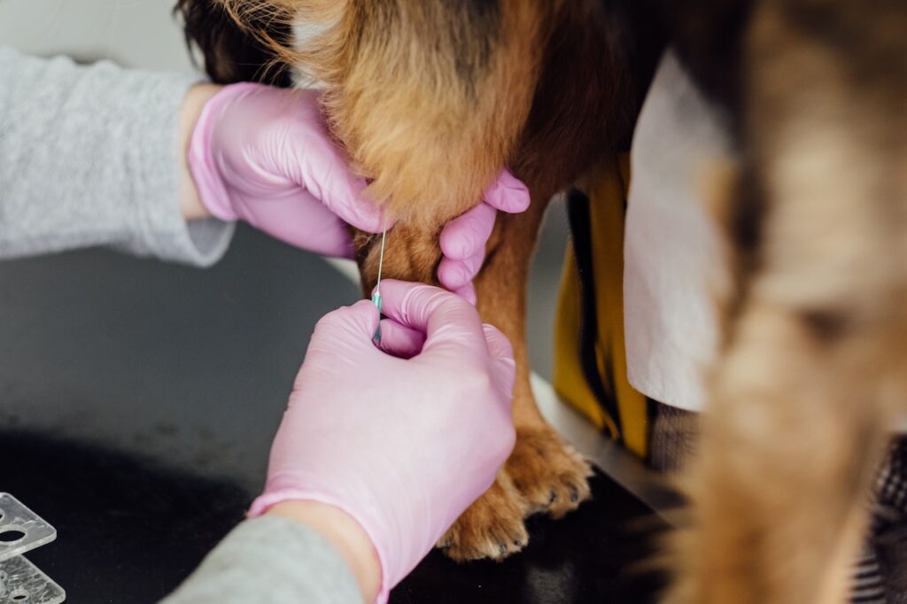 Regular vet check-ups for dogs p2