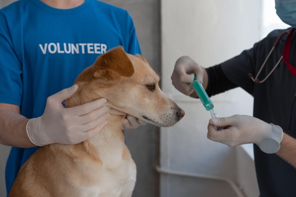 Regular vet check-ups for dogs p1