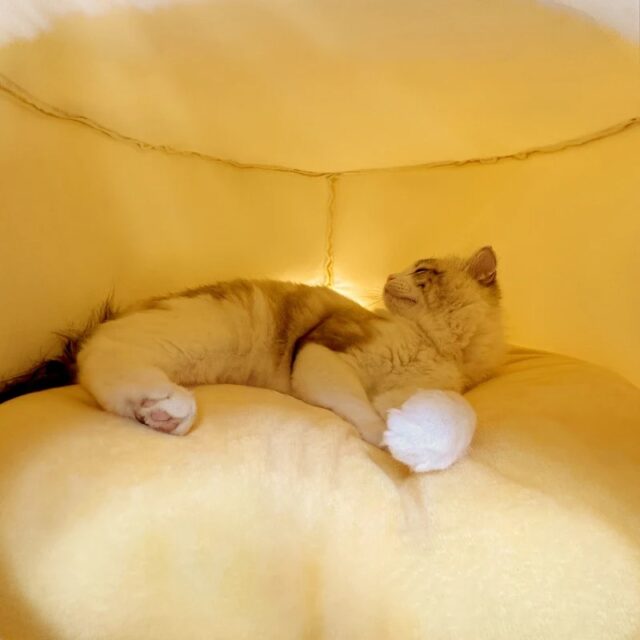 Plush Indoor Cat Bed p2